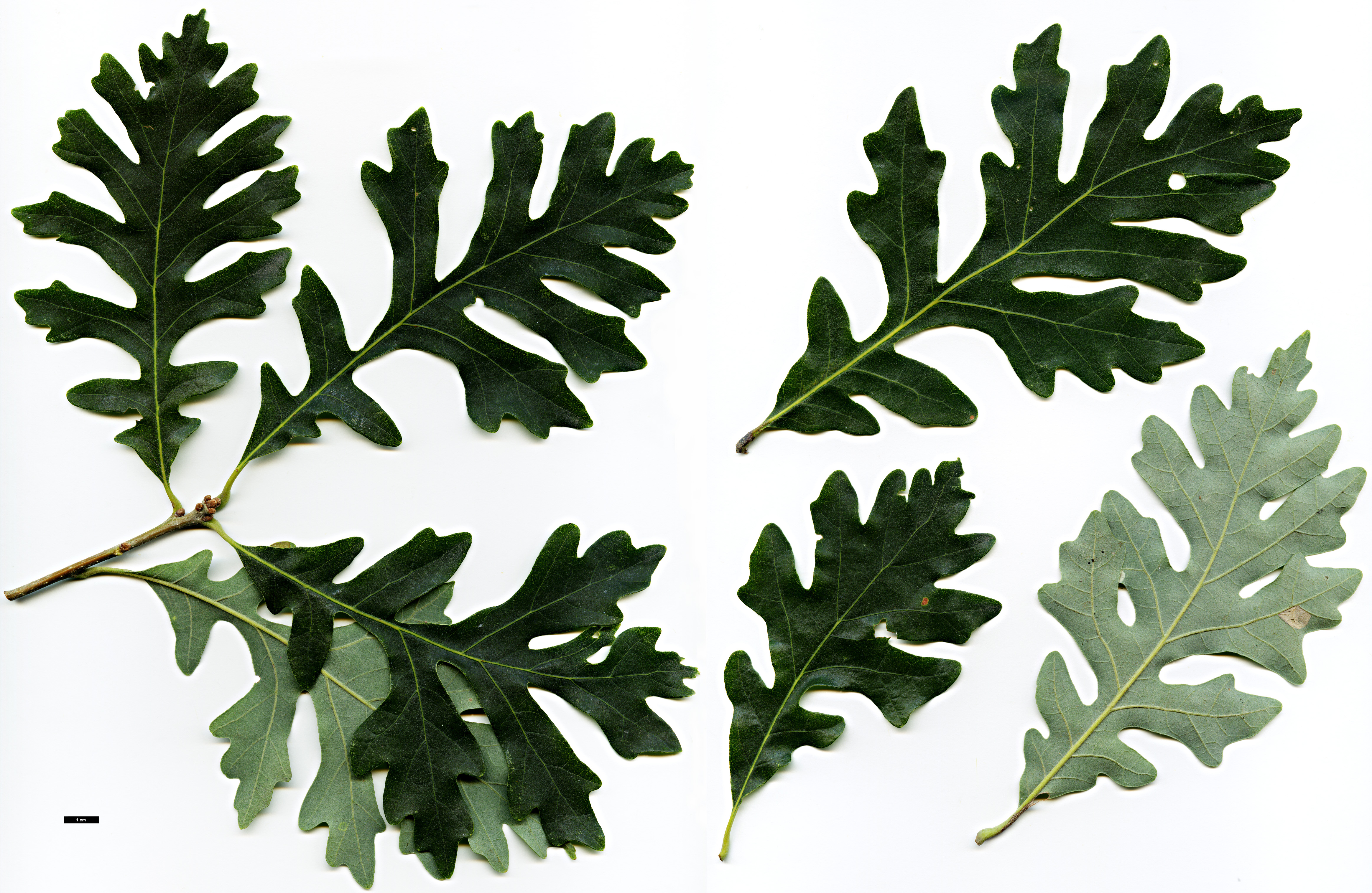High resolution image: Family: Fagaceae - Genus: Quercus - Taxon: ×bebbiana (Q.alba × Q.macrocarpa)